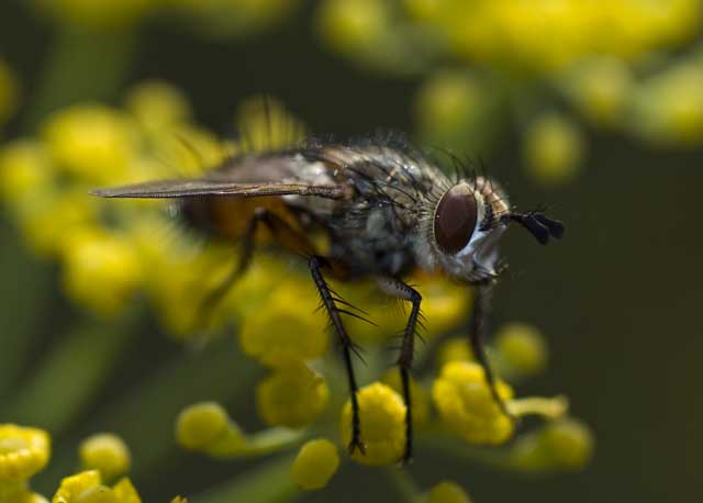 Tachinidae